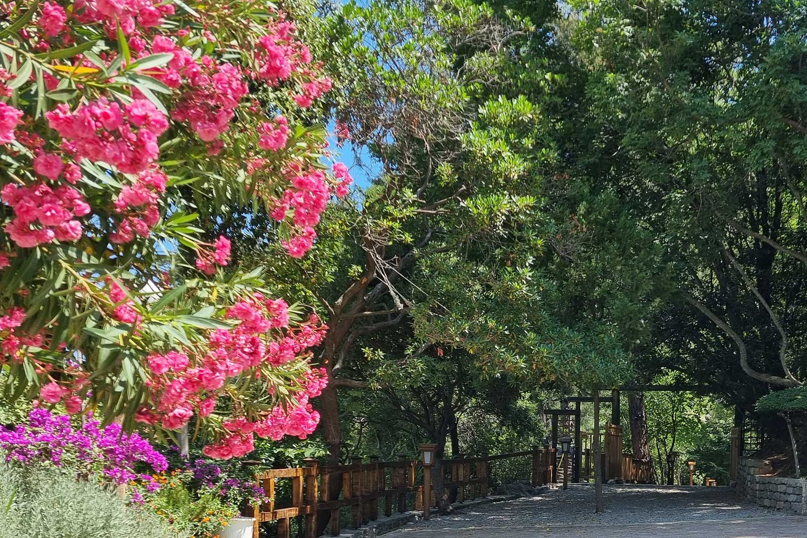 Εξωτερικοί χώροι και ο κήπος στο Villa Dimitra στη Θάσο